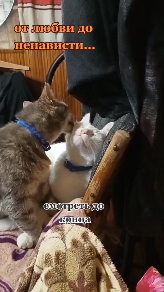 TikTok video thumbnail by elladagreece
