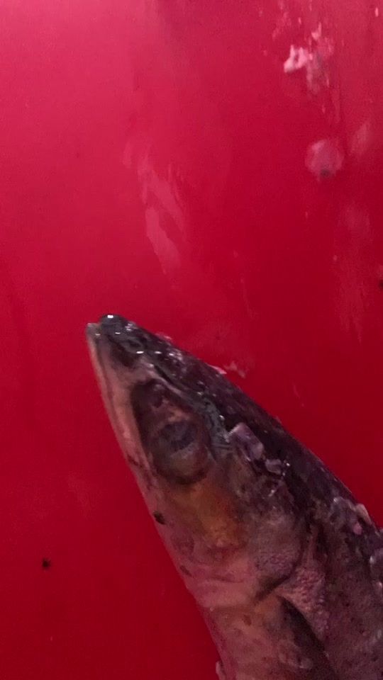 TikTok video thumbnail by unagiboi