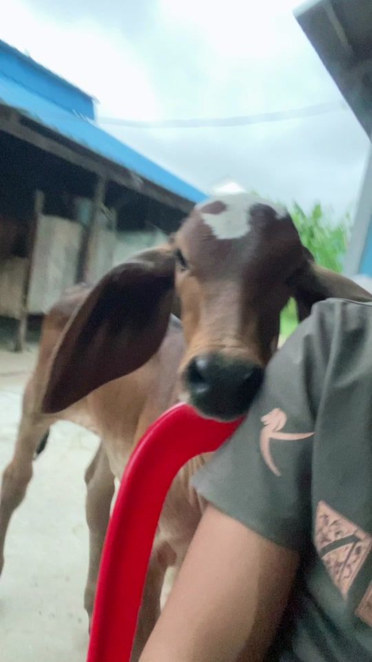 TikTok video thumbnail by saavit