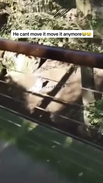 TikTok video thumbnail by migueltheratius
