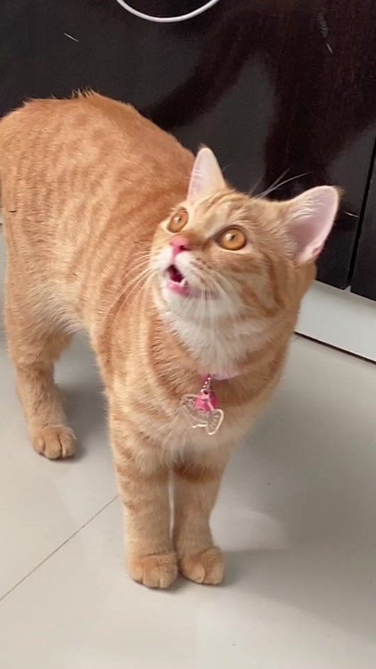 TikTok video thumbnail by sssimba.y