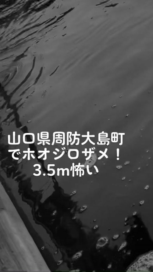 TikTok video thumbnail by peacock1578