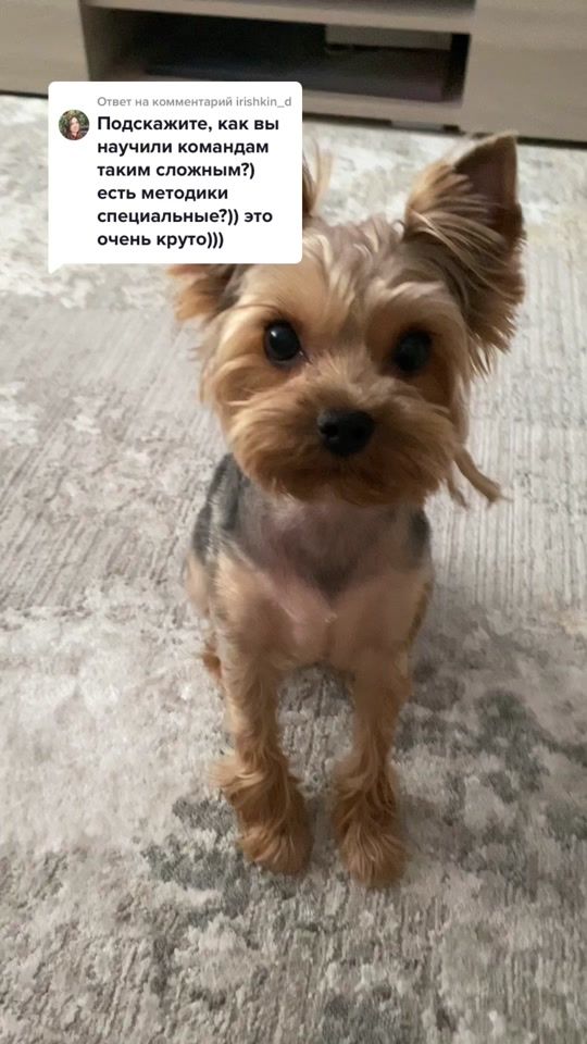 TikTok video thumbnail by chivasochekcheeek
