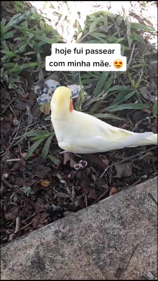 TikTok video thumbnail by calopsitasporamor