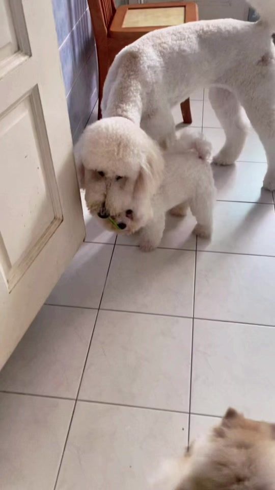 TikTok video thumbnail by cutepets07