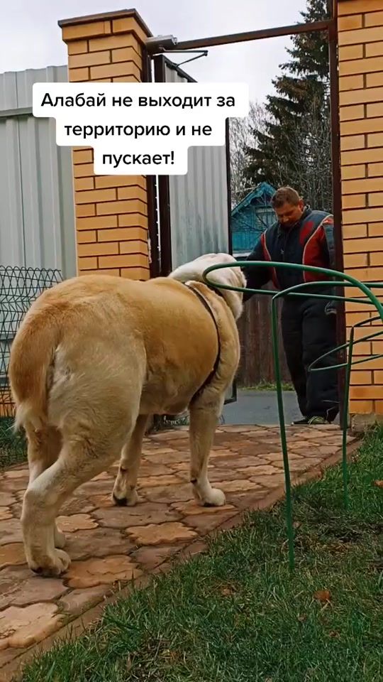 TikTok video thumbnail by andreisvezhentsev