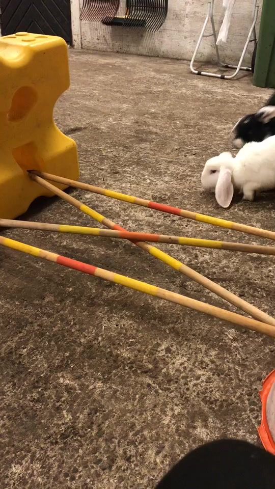 TikTok video thumbnail by sarah_kaniner.hastar