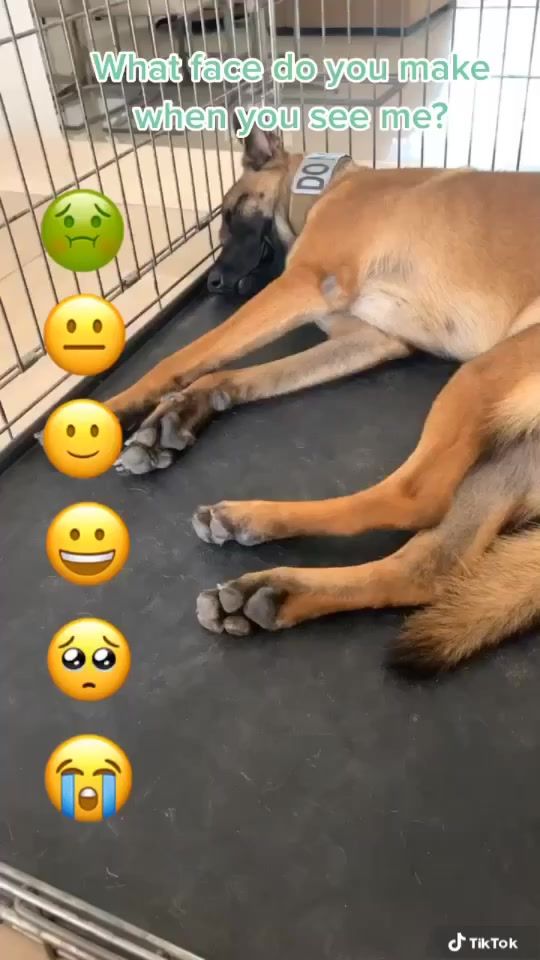 TikTok video thumbnail by zooming_with_bolt_