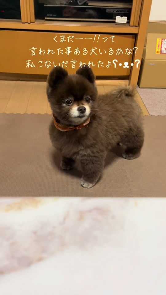 TikTok video thumbnail by pome__2