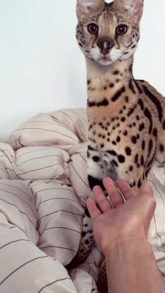 TikTok video thumbnail by monkey.cat39