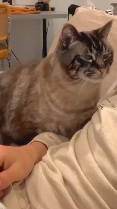 TikTok video thumbnail by pleasancats