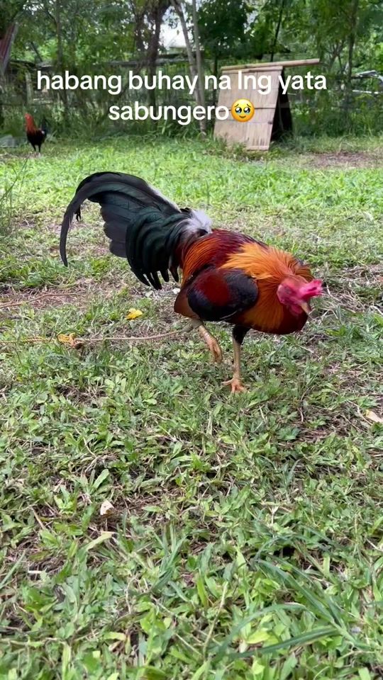 TikTok video thumbnail by _ayosnagamefarm