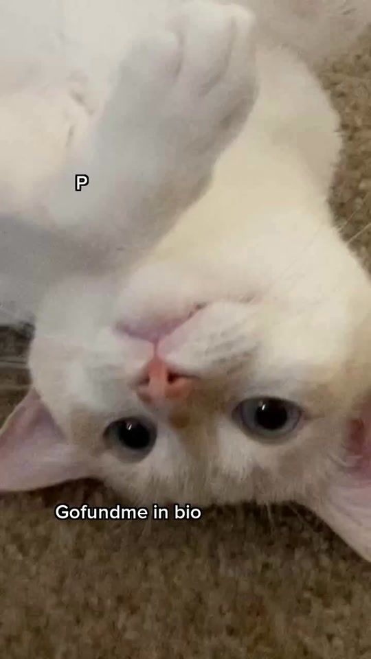 TikTok video thumbnail by lulukittykattt