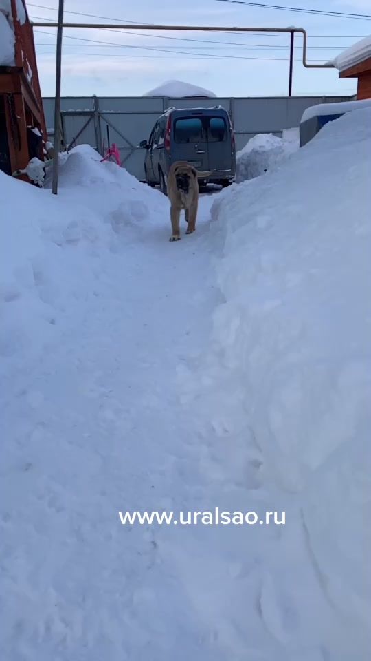 TikTok video thumbnail by uralsao