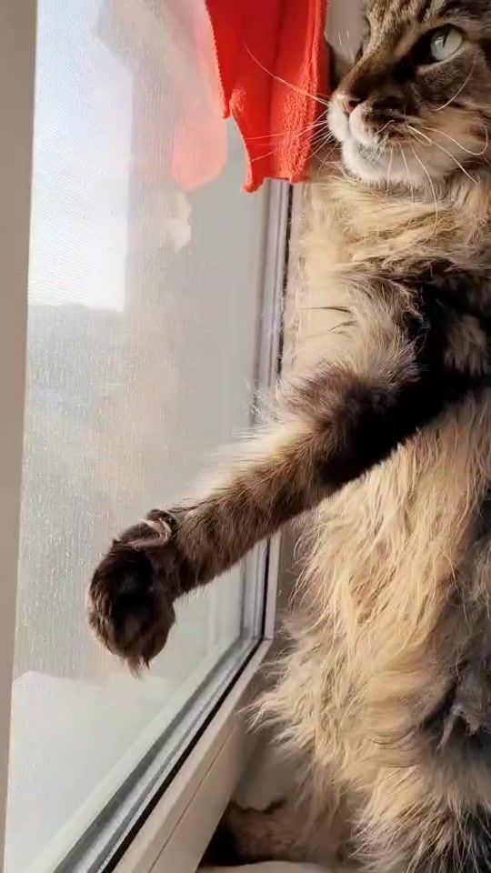 TikTok video thumbnail by luchy_nika