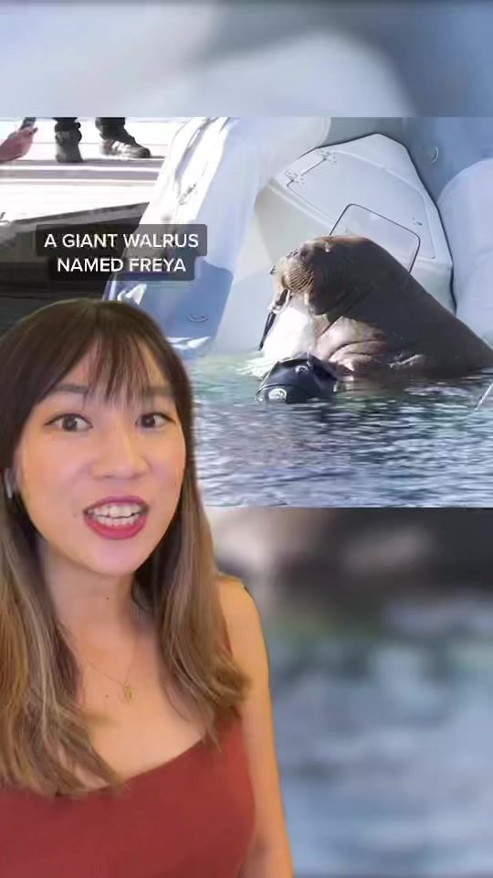 TikTok video thumbnail by kassycho