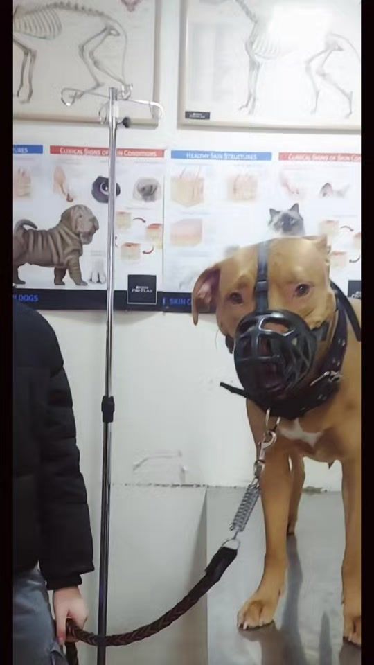 TikTok video thumbnail by koraa_apbt