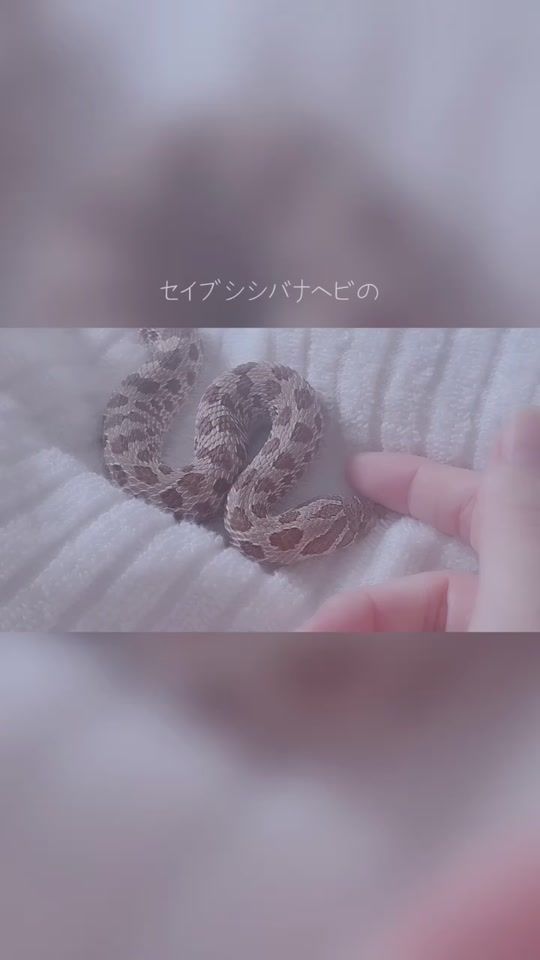 TikTok video thumbnail by bouyakun