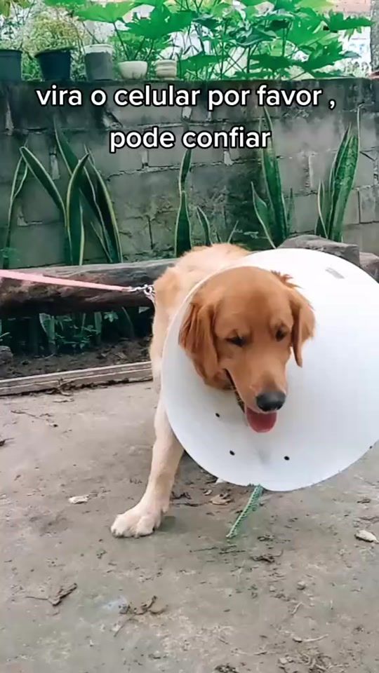 TikTok video thumbnail by dog_thor0.1