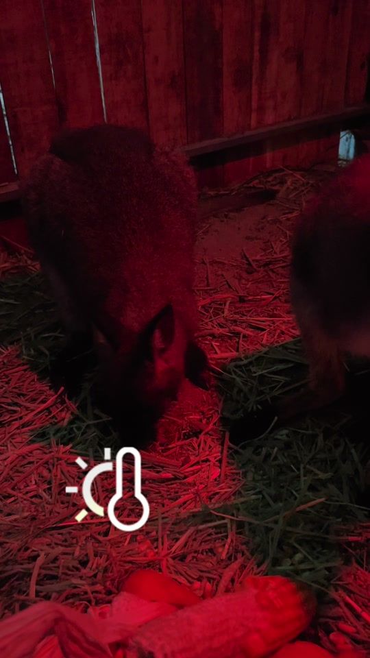 TikTok video thumbnail by tanloquayofficial