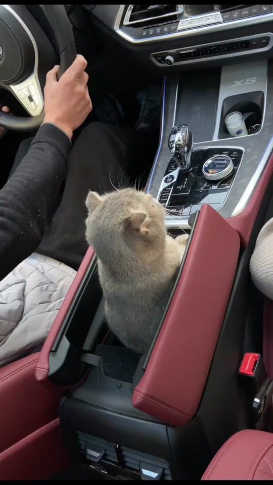 TikTok video thumbnail by cutepet383
