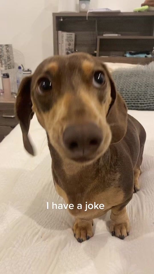 TikTok video thumbnail by miloloverxo