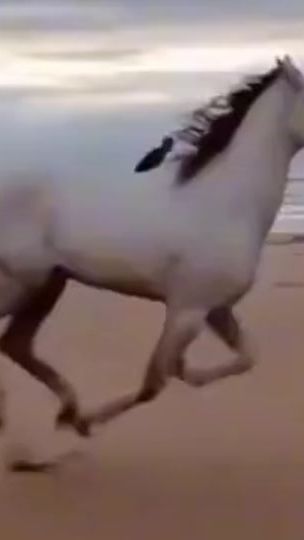 TikTok video thumbnail by kalajmmi
