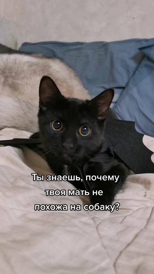 TikTok video thumbnail by siberia_pets