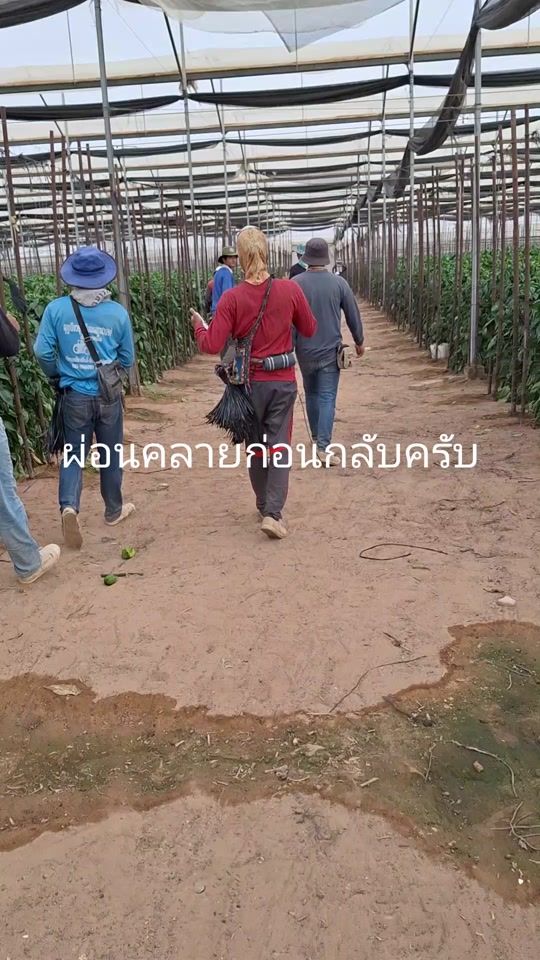 TikTok video thumbnail by witthayamolasri