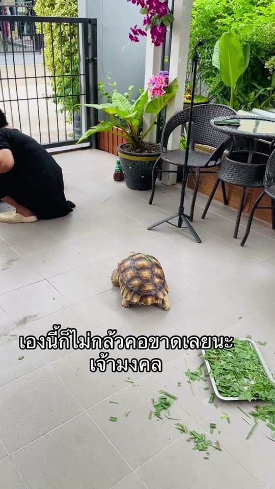 TikTok video thumbnail by tong_8511