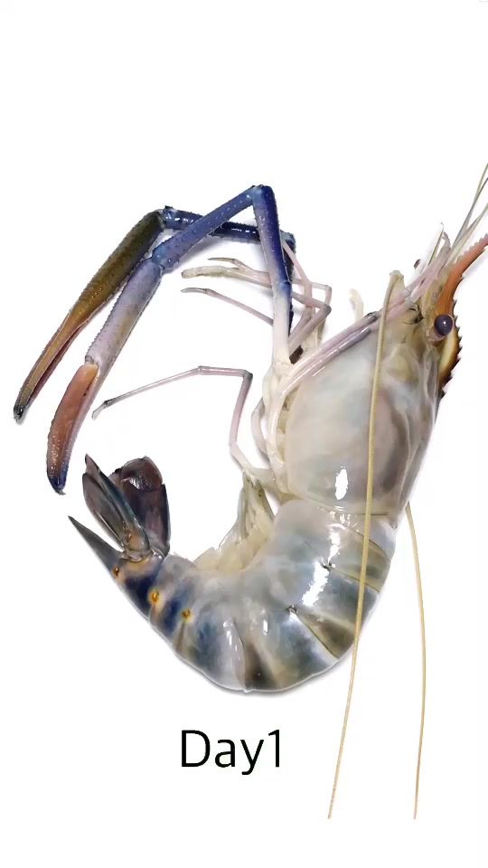 TikTok video thumbnail by speeduptime