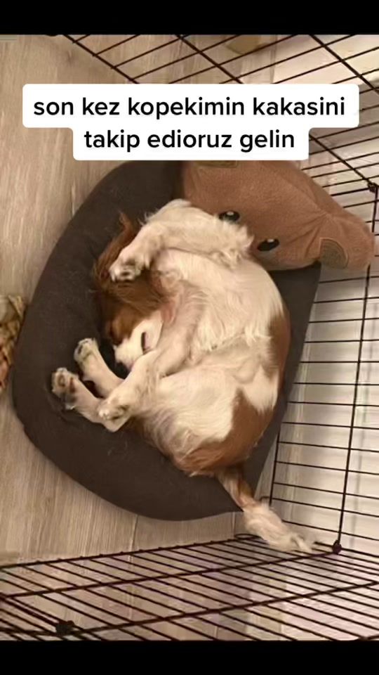 TikTok video thumbnail by mych11es