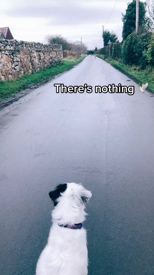 TikTok video thumbnail by itsawoofslife
