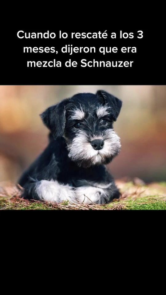 TikTok video thumbnail by momacodogs