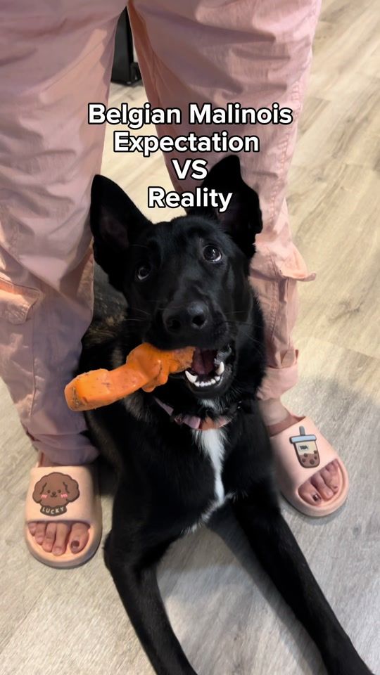 TikTok video thumbnail by skylarthemaligator