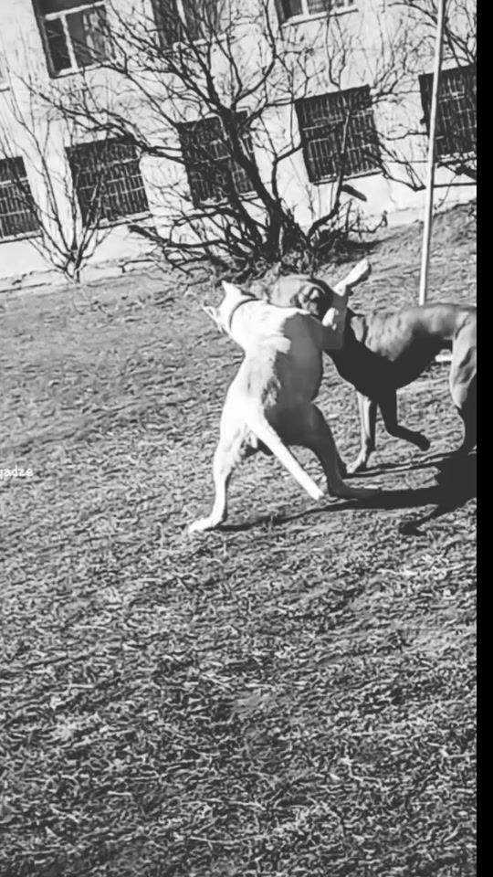 TikTok video thumbnail by koraa_apbt