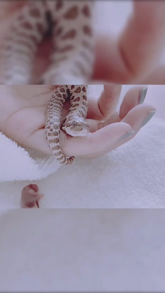 TikTok video thumbnail by bouyakun