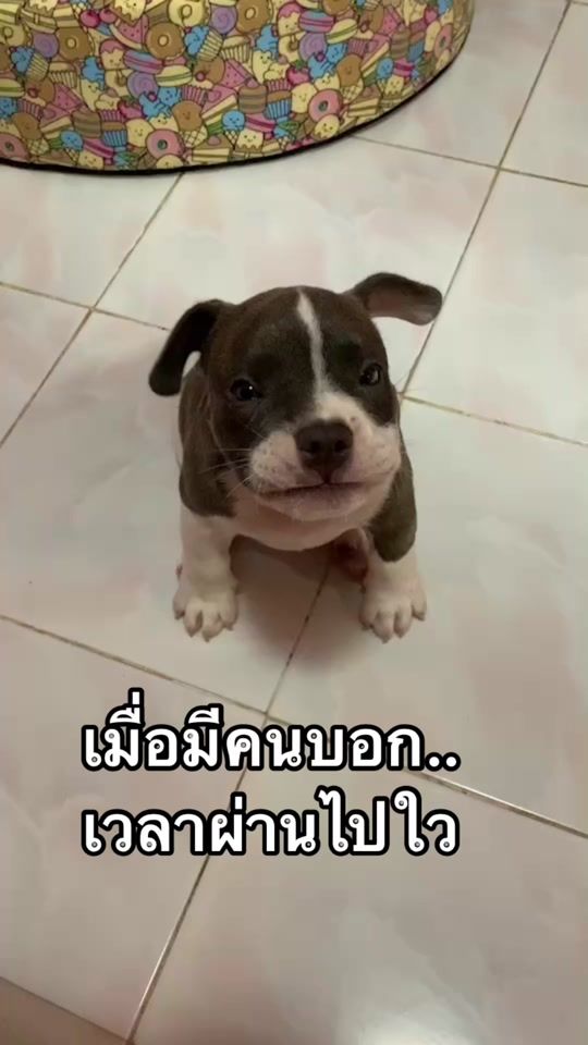 TikTok video thumbnail by aaaaaa_614