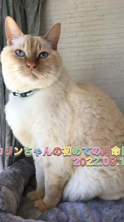 TikTok video thumbnail by _karicoco_