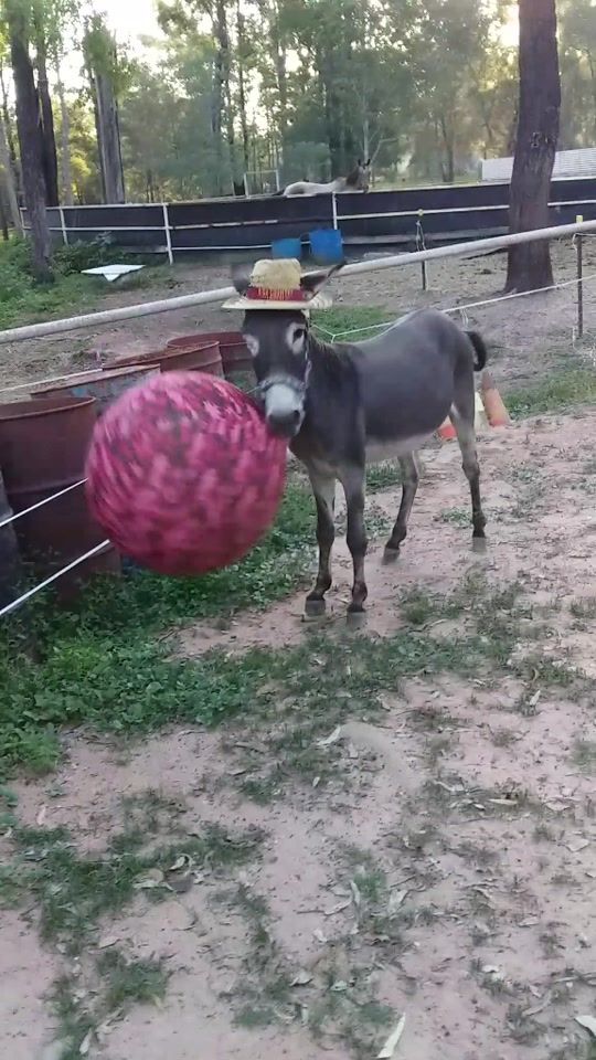 TikTok video thumbnail by tacothewonderdonkey