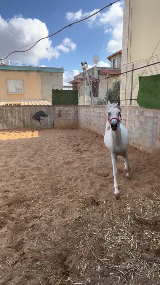TikTok video thumbnail by omar_3losh