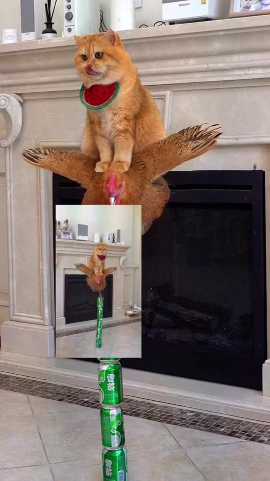 TikTok video thumbnail by happypets7788