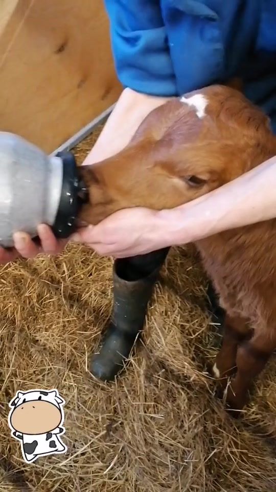 TikTok video thumbnail by ludmila_vet