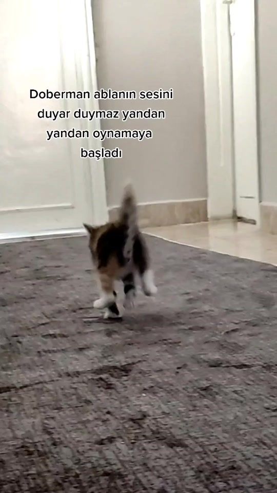 TikTok video thumbnail by efoskay