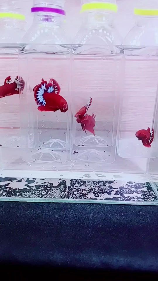 TikTok video thumbnail by nabetta26