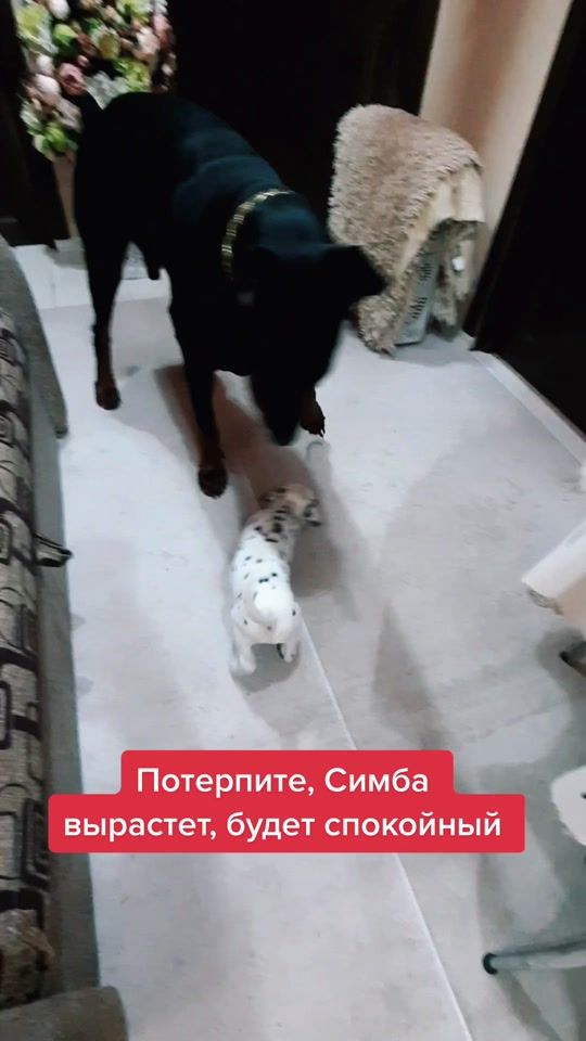 TikTok video thumbnail by olgadoberman