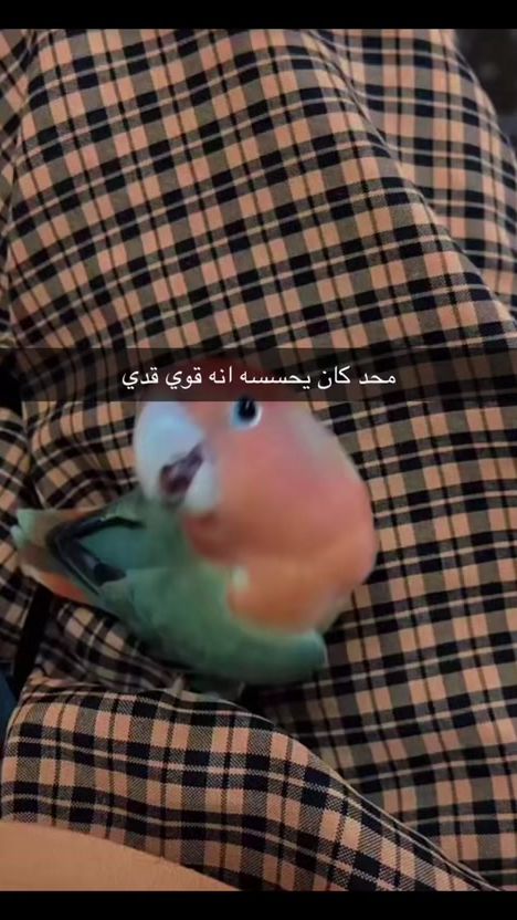 TikTok video thumbnail by kookoo.18