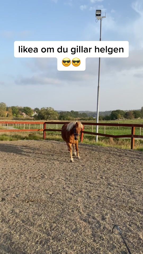 TikTok video thumbnail by equestrianlajf