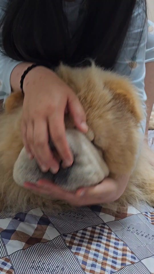 TikTok video thumbnail by chow_ungcha