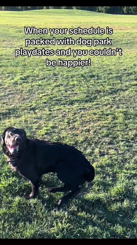 TikTok video thumbnail by harleyandchop
